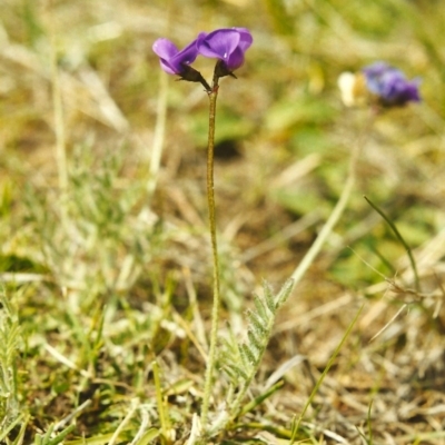 Swainsona behriana (Behr's Swainson-Pea) at Conder, ACT - 30 Sep 2000 by michaelb