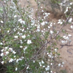 Cryptandra amara (Bitter Cryptandra) at Garran, ACT - 31 Jul 2016 by Mike