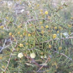 Acacia ulicifolia (Prickly Moses) at Garran, ACT - 31 Jul 2016 by Mike