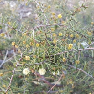 Acacia ulicifolia at Garran, ACT - 31 Jul 2016