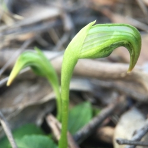 Pterostylis nutans at Belconnen, ACT - suppressed