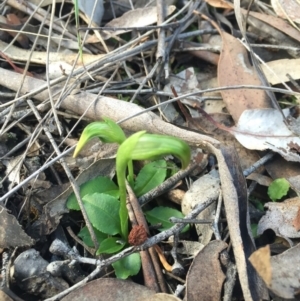 Pterostylis nutans at Belconnen, ACT - 31 Jul 2016