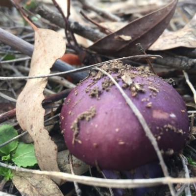 Cortinarius archeri s.l. (Emperor Cortinar) at Aranda Bushland - 31 Jul 2016 by JasonC