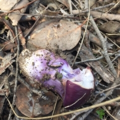 Cortinarius archeri s.l. at Belconnen, ACT - 31 Jul 2016