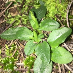 Pterostylis pedunculata at Hackett, ACT - suppressed