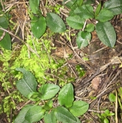 Pterostylis pedunculata at Hackett, ACT - suppressed