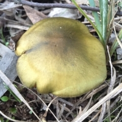 Dermocybe austroveneta (Green Skinhead) at Mount Majura - 31 Jul 2016 by AaronClausen