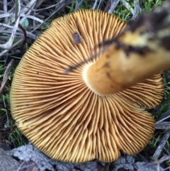 Dermocybe austroveneta at Hackett, ACT - 31 Jul 2016