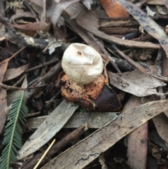 Geastrum sp. (Geastrum sp.) at Hackett, ACT - 31 Jul 2016 by AaronClausen