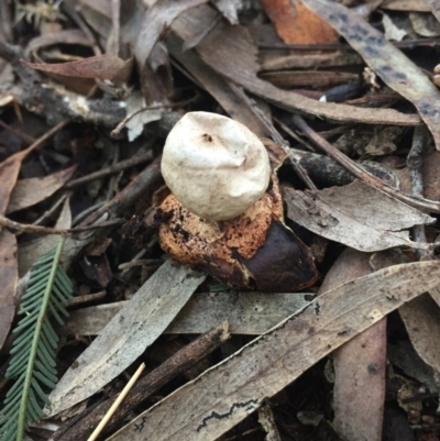 Geastrum sp. (genus) (An earthstar) at Hackett, ACT - 31 Jul 2016 by AaronClausen