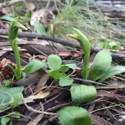 Pterostylis nutans (Nodding Greenhood) at Mount Majura - 31 Jul 2016 by AaronClausen