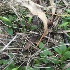 Pterostylis nutans at Hackett, ACT - suppressed