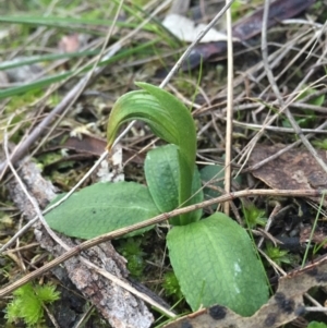 Pterostylis nutans at Hackett, ACT - 31 Jul 2016