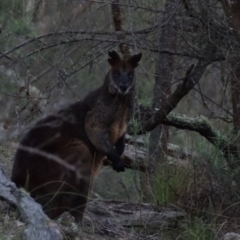 Wallabia bicolor (Swamp Wallaby) at Hackett, ACT - 31 Jul 2016 by AaronClausen