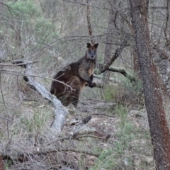 Wallabia bicolor at Hackett, ACT - 31 Jul 2016