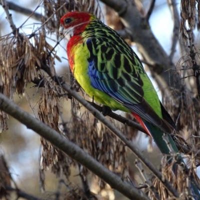 Platycercus eximius (Eastern Rosella) at Watson, ACT - 31 Jul 2016 by AaronClausen
