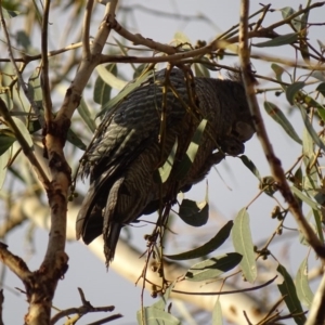 Callocephalon fimbriatum at Canberra Central, ACT - suppressed