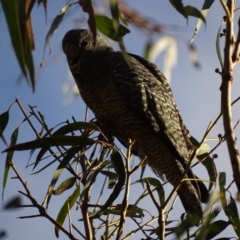 Callocephalon fimbriatum at Canberra Central, ACT - suppressed