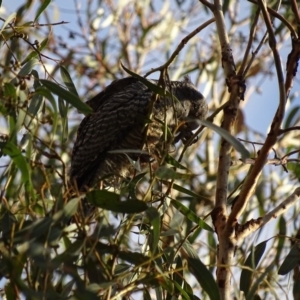 Callocephalon fimbriatum at Canberra Central, ACT - suppressed