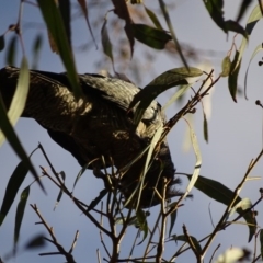 Callocephalon fimbriatum at Canberra Central, ACT - suppressed