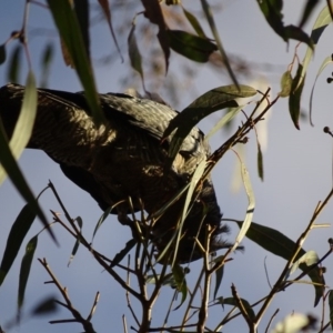 Callocephalon fimbriatum at Canberra Central, ACT - suppressed