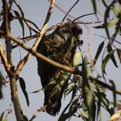 Callocephalon fimbriatum at Canberra Central, ACT - suppressed