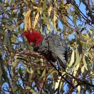 Callocephalon fimbriatum at Canberra Central, ACT - 31 Jul 2016