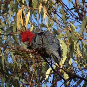 Callocephalon fimbriatum at Canberra Central, ACT - 31 Jul 2016