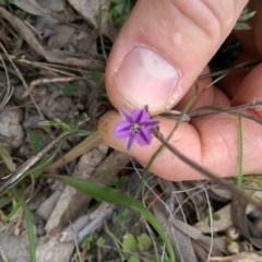 Thysanotus patersonii (Twining Fringe Lily) at Tuggeranong DC, ACT - 8 Oct 2015 by RobSpeirs