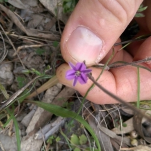 Thysanotus patersonii at Tuggeranong DC, ACT - 8 Oct 2015