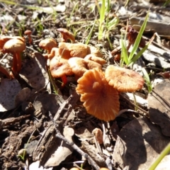 Laccaria sp. (Laccaria) at Molonglo Valley, ACT - 30 Jul 2016 by AndyRussell