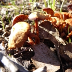 Laccaria sp. at Molonglo Valley, ACT - 30 Jul 2016 01:50 PM