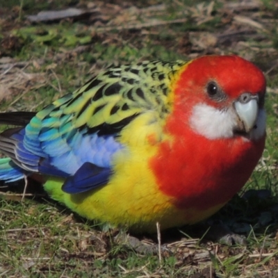 Platycercus eximius (Eastern Rosella) at Pollinator-friendly garden Conder - 26 Jul 2016 by michaelb