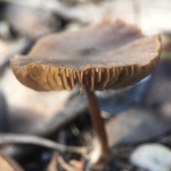 Lactarius s.l. at Aranda Bushland - 31 Jul 2016 by JasonC