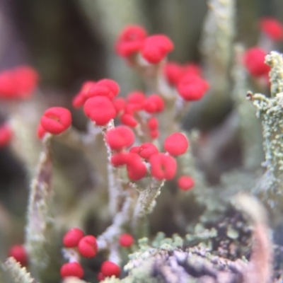 Cladonia sp. (genus) (Cup Lichen) at Belconnen, ACT - 1 Aug 2016 by JasonC