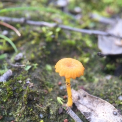 Lichenomphalia chromacea (Yellow Navel) at Belconnen, ACT - 1 Aug 2016 by JasonC