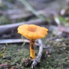 Lichenomphalia chromacea at Belconnen, ACT - 1 Aug 2016