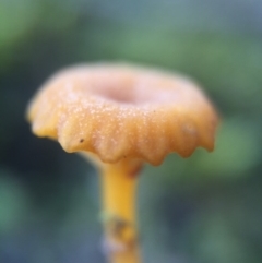 Lichenomphalia chromacea at Belconnen, ACT - 1 Aug 2016