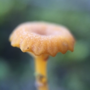 Lichenomphalia chromacea at Belconnen, ACT - 1 Aug 2016