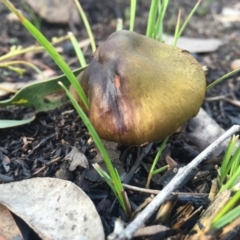 Cortinarius austrovenetus (Green Skinhead) at Belconnen, ACT - 31 Jul 2016 by JasonC