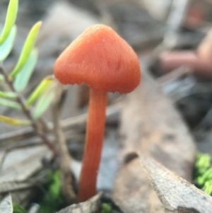 Laccaria sp. at Belconnen, ACT - 1 Aug 2016 09:09 AM