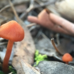 Laccaria sp. at Belconnen, ACT - 1 Aug 2016