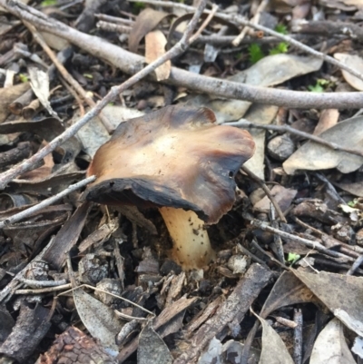 Unidentified at Aranda Bushland - 31 Jul 2016 by JasonC