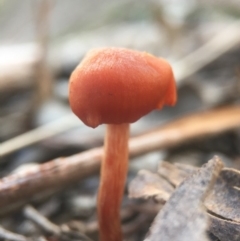 Laccaria sp. (Laccaria) at Belconnen, ACT - 1 Aug 2016 by JasonC