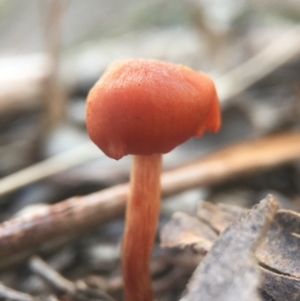 Laccaria sp. at Belconnen, ACT - 1 Aug 2016