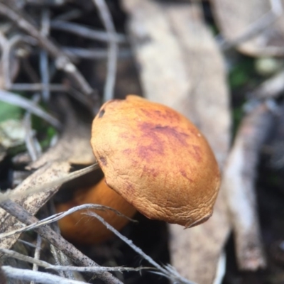 Unidentified at Aranda Bushland - 31 Jul 2016 by JasonC