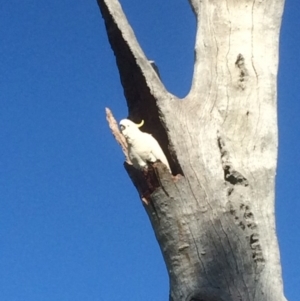 Cacatua galerita at Deakin, ACT - 1 Aug 2016 09:26 AM