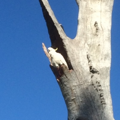 Cacatua galerita (Sulphur-crested Cockatoo) at Deakin, ACT - 1 Aug 2016 by jks