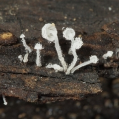 Hemimycena sp. at Macquarie, ACT - 30 Jul 2016 by Heino