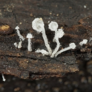 Hemimycena sp. at Macquarie, ACT - 31 Jul 2016 12:00 AM